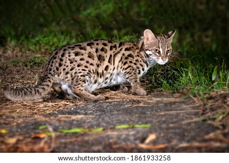 A leopard cat hunts prey at night on the grass.