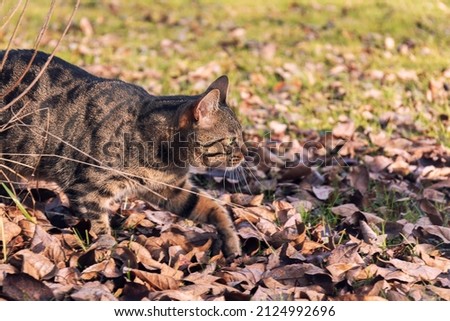 A leopard cat neb above foliage by autumn day