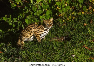 Leopard Cat In The Night.