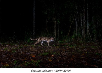 Leopard Cat At The Night In Forest, Thailand (Felis Bengalensis)