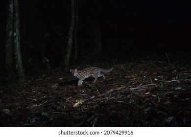 Leopard Cat At The Night In Forest, Thailand (Felis Bengalensis)