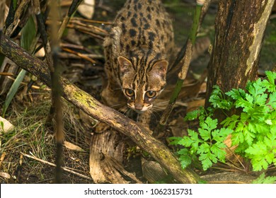 Leopard Cat Prionailurus Bengalensis Small Wild Stock Photo 1062315731 ...