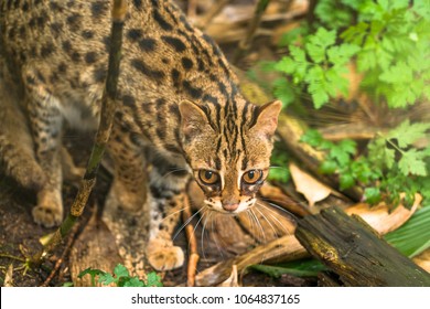 Closeup Striped Cat Israel Cutted Ear Stock Photo 1239117649 | Shutterstock