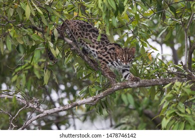 Leopard cat (Prionailurus bengalensis) at Sundarban, West Bengal, India - Shutterstock ID 1478746142