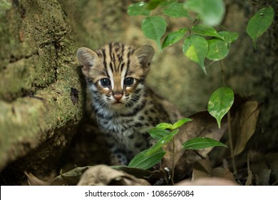 Leopard Cat Is Wild Animal Live In Tropical Rain Forest, Thailand, South East Asia. They Are Rare Species.It Is A Small Tiger Mammal.As A Predator,
Catch Small Animals For Food.