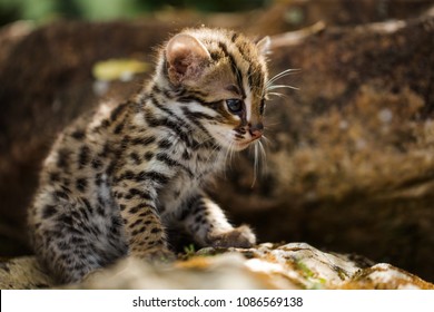 Leopard Cat Is Wild Animal Live In Tropical Rain Forest, Thailand, South East Asia. They Are Rare Species.It Is A Small Tiger Mammal.As A Predator,
Catch Small Animals For Food.