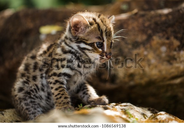 ヒョウの猫は熱帯雨林 タイ 東南アジアに住む野生動物です 珍しい種です 小さな虎の哺乳類です 捕食動物として 小さな動物を食べに捕まえる の写真素材 今すぐ編集