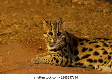 Leopard Cat(Prionailurus Bengalensis)