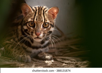 Leopard Cat(Prionailurus Bengalensis)