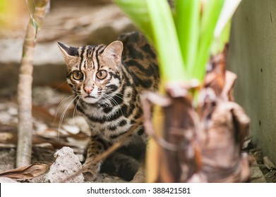 Leopard Cat(Prionailurus Bengalensis)