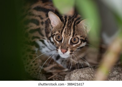 Leopard Cat(Prionailurus Bengalensis)