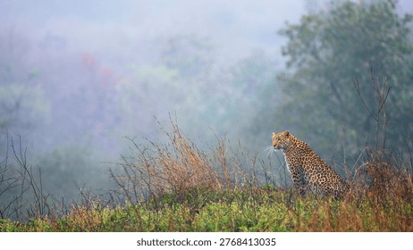 Leopard in a central forest in India