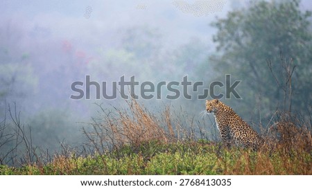 Leopard in a central forest in India