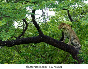 Leopard In Chobe, Botswana 