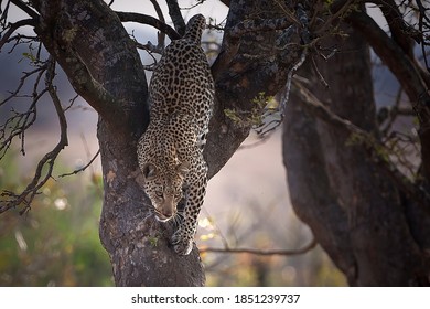 jaguar climbing down tree