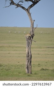 Leopard Climbing Down a Tree