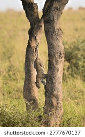 Leopard climbing down a tree trunk in the savanna landscape of Uganda