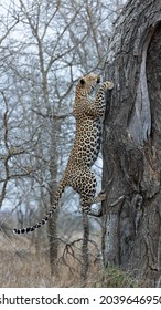 a leopard climbing up a tree - closeup