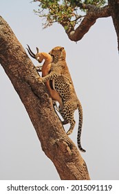 Leopard climbing a tree while carrying a Thompson Gazelle up a tree.