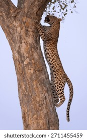leopard climbs up a tree