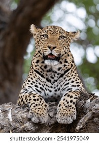 a leopard close-up in a big tree
