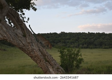 Leopard coming down the tree after being spotted 