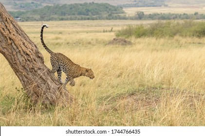 Leopard coming down the Tree in Masai Mara