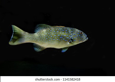 leopard coral grouper fish (Coral trout) isolated on black background. Plectropomus leopardus is marine fish in Family Serranidae, good food fish and command high market prices.