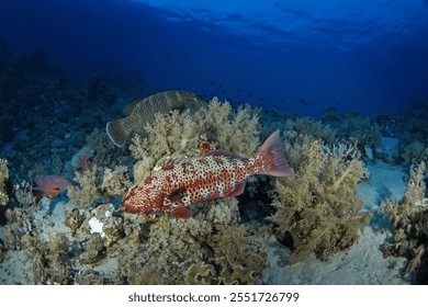 Leopard coral grouper on the bottom in Egypt. Plectropomus leopardus during dive in Red Sea. Abundant marine life on the coral reef. 