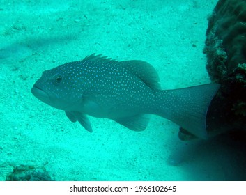 The leopard coral grouper ( Plectropomus leopardus ), also known as the common coral trout, leopard trout, blue-dotted grouper or spotted coral grouper, is a species of marine ray-finned 