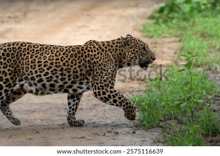 Similar – Image, Stock Photo On danger full paths. Shortly before falling into the jungle on the rock cliff in the gorge.