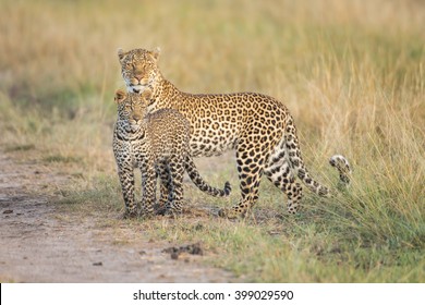 Leopard And Leopard Cub