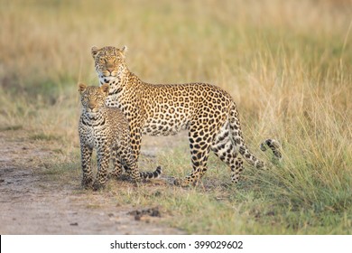 Leopard And Leopard Cub