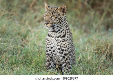 Leopard cub