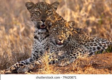 Leopard And Cub