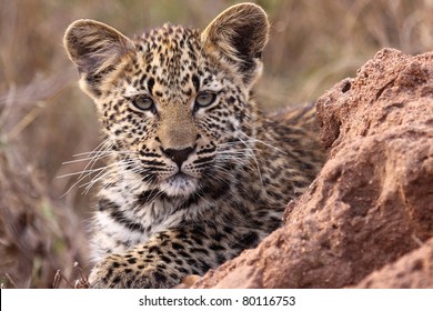 Leopard Cub Close Up