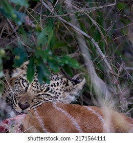 leopard cub feeding on a nyala