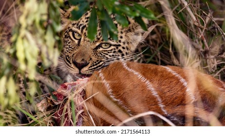 leopard cub feeding on a nyala
