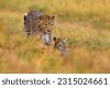 botswana leopard