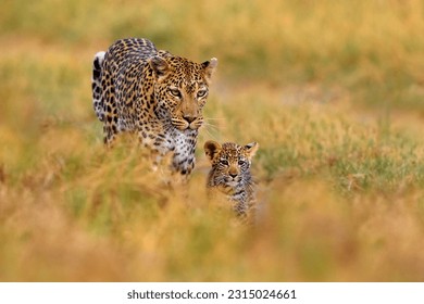 Leopard cub with mother walk. Big wild cat in the nature habitat, sunny day on the savannah, Khwai river. Leopard kitten baby, hidden nice orange grass. Wildlife nature, Botswana wildlife.    - Powered by Shutterstock