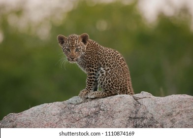 Leopard Cub On Rock