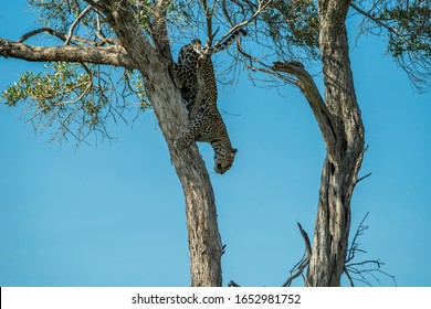 Leopard cub on the tree