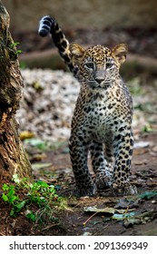 Leopard Cub, Panthera Pardus Kotiya