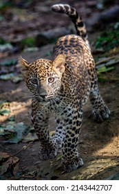 Leopard Cub, Panthera Pardus Kotiya