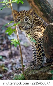 Leopard Cub, Panthera Pardus Kotiya