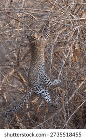 Leopard cub (Panthera pardus) leaping into a bush to grab a birds nest in South Luangwa National Park, Zambia