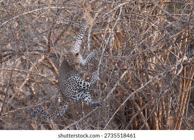 Leopard cub (Panthera pardus) leaping into a bush to grab a birds nest in South Luangwa National Park, Zambia