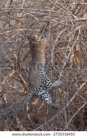 Leopard cub (Panthera pardus) leaping into a bush to grab a birds nest in South Luangwa National Park, Zambia