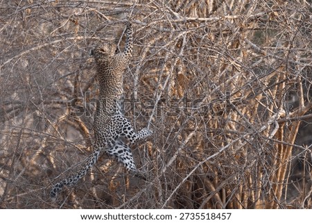 Leopard cub (Panthera pardus) leaping into a bush to grab a birds nest in South Luangwa National Park, Zambia