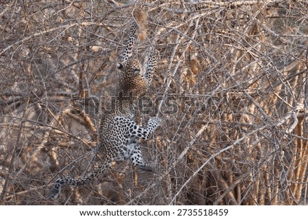 Leopard cub (Panthera pardus) leaping into a bush to grab a birds nest in South Luangwa National Park, Zambia
